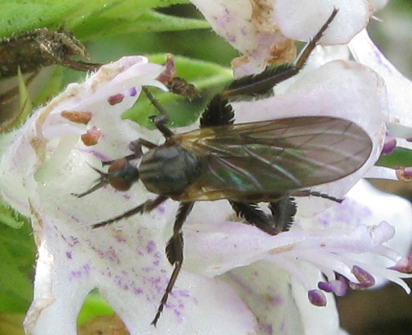 Empis (Empis) pennipes (Empididae)